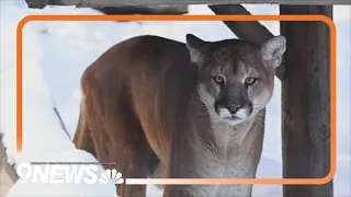 Man in hot tub attacked by mountain lion in Colorado