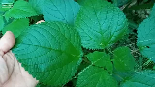 Essa URTIGA não me deu coceira! Será que ela tem benefícios medicinais? #naturelovers #nature