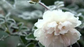Белые цветы А.Шапиро.wmv