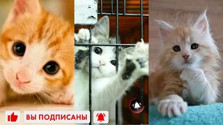 приколы с котами (только самые мелкие) Часть 8😻😻😹😹 fun with cats (only the smallest ones) Part 8😻😻😹😹