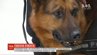 У міжнародному аеропорту "Київ" вчили службових собак  працювати в стресових умовах