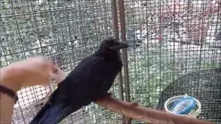 PET CROW COMES HOME