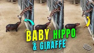 Baby Hippo Making Friends with a Giraffe