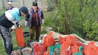 Сажаем картошку//Покрыли корову//Встретили гостей.