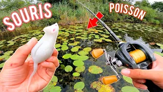 Découverte d'un lac, je pêche ces tapis d'herbes pour faire sortir les gros poissons !!!