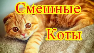 Позитив.Смешные коты.Создай себе хорошее настроение