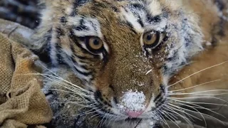 Saving a Siberian Tiger Cub | Operation Snow Tiger | BBC Earth