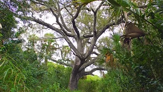 Devil's Tree, Florida - The Real Story Behind The Haunted Location