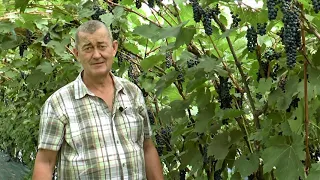 Экспедиция по садам и виноградникам Д В, плод  питомник ЛПХ Макаревич, г Уссурийск, 04 09 2021 г