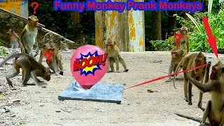 Balloon boom Prank Monkeys By Monkey Funny Funny
