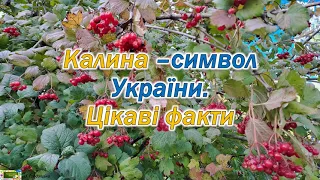 Калина - символ України. Цікаві факти