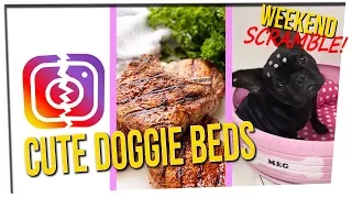 Weekend Scramble - Instagram Glitch || Meat Slap || Tire Beds for Animals