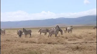 Zebras in Ngorongoro crater floor