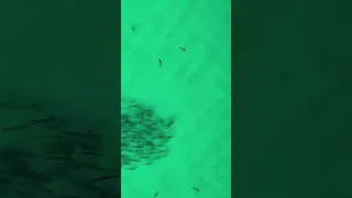 #Tarpon surrounded by #sharks 🦈   #destinsharks #marinelife #mothernature #colorearth #gulfofmexico