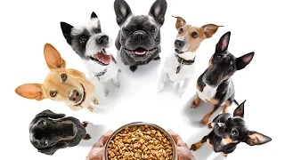 Dog Nutrition: A Tutorial on How to Feed Your Dog the Best Food