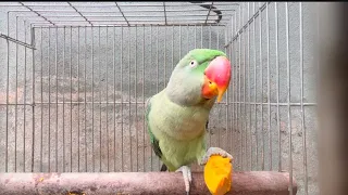 Coco #nepali #alexanderparrot #parrot #talkingparrot #viralvideo #mrcoco #viral