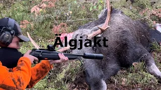 Älgjakt 2022