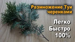 Размножение и выращивание туи черенками своими руками в домашних условиях