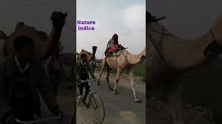 Camel walk