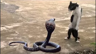 야생 동물의 가장 좋은 공격 - 고양이 대 죽음과 싸우는 뱀