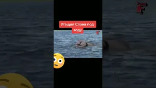 Утащил СЛОНА под воду