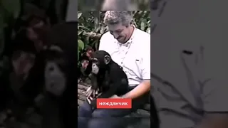маленькая обезьянка унизила человека, своим причины местом