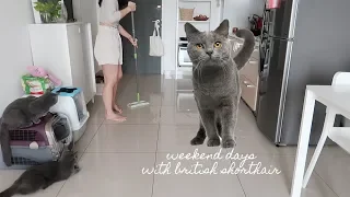 Weekend Days with British Shorthair Cats ⎮ Vlog 33