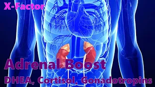 X-Factor - Adrenal hormones boost - DHEA, cortisol, gonadotropins (frequencies)