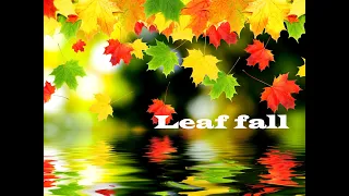 PL - Leaf fall (romantic music)