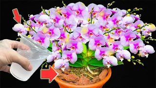 1 Cup Per Month! Orchids Grow 300 Times Faster And Bloom All Year Long