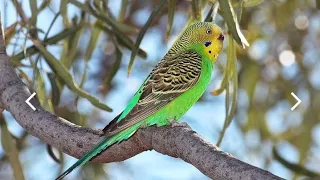 The birds of Budgies capture the mind of bird lovers with their exquisite beauty । #cityofbirds