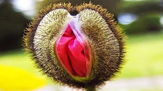 Top 10 Strangest Plants On Earth