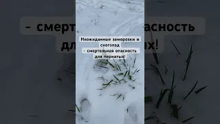 В Петербурге нужно срочно покормить птиц! Срочное оповещение от экологов распространяется в пабликах