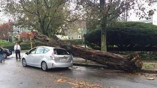 Dangerous Idiots Tree Cutting Fails With Chainsaw, Big Tree Falling On Car Pathetic