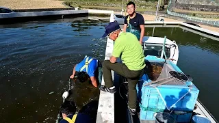 Modern Koi Blog #3493 - Live from Japan: Babykoi Ikeage Matsuba Ogon