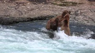 2 Brown Bears play fighting McNeil River Alaska