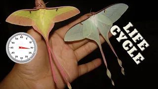 Chinese Moon Moth: One-minute Life Cycle - Actias dubernardi - life history in captivity