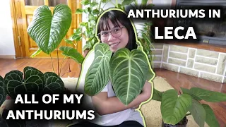 💚 MY ENTIRE ANTHURIUM COLLECTION 💚│ ANTHURIUMS IN LECA