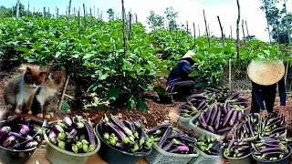 Eggplant harvest, gardening life in the mountain ep 158