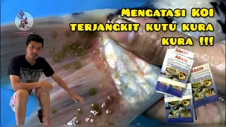 Cara mengatasi kutu kura kura !!! MURAH , GAMPANG DICARI !!