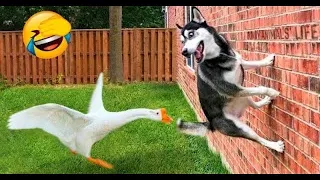 Animals Funny Videos  🤣Try Not To Laugh Challenge  --funny videos  🤣/ Comedy videos