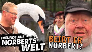 WIR HOLEN EINEN SCHWAN | FREUNDE AUS NORBERTS WELT | Zoo Zajac