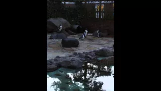 So machen Pinguine
