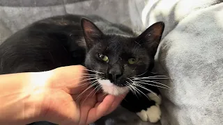 Winston - A Black and White Cat With Tons of Personality