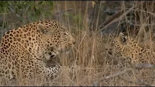 SafariLive Aug 21- No way! Leopard cub Tlalamba with mom and dad!