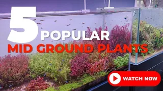 5 Most Popular Midground Plants In Planted Tank Hobby