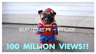 My Spider-Pug Video Hit 100M Views on YouTube!! 🕷