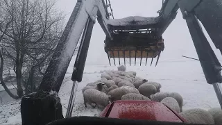 Feeding sheep in the snow