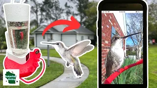 Experience the Magic of Hummingbirds with Netvue Birdfy Hum!