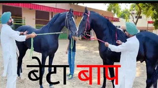 INDIA'S FAMOUS MARVADI STALLION KALA KANTA